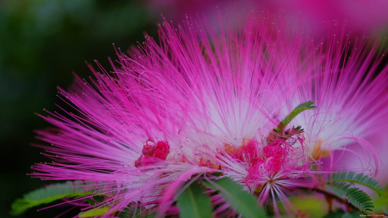 Альбиция (ленкоранская Акация) (Albizia