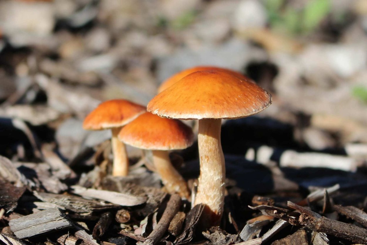 Гриб Amanita Jackson