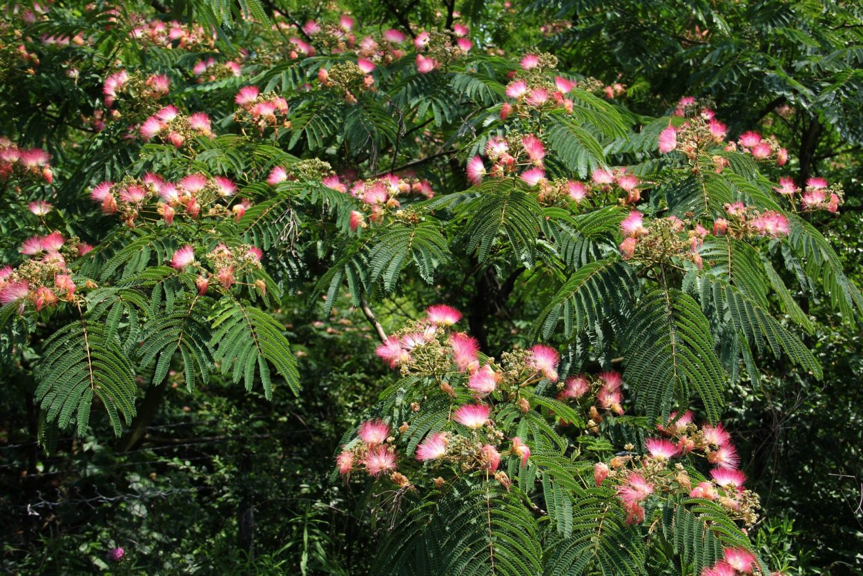 Альбиция ленкоранская - Albizia julibrissin