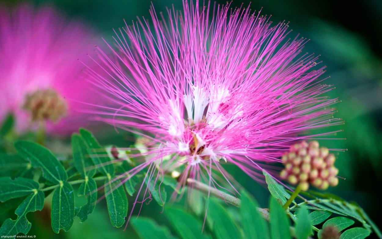 Альбиция ленкоранская Акация