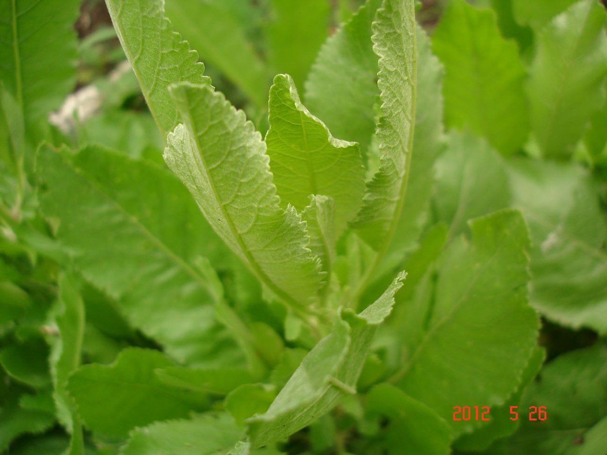 Пижма бальзамическая (калуфер) Tanacétum balsamíta