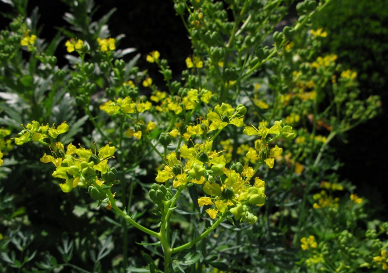 Пижма обыкновенная (Tanacetum vulgare l.)