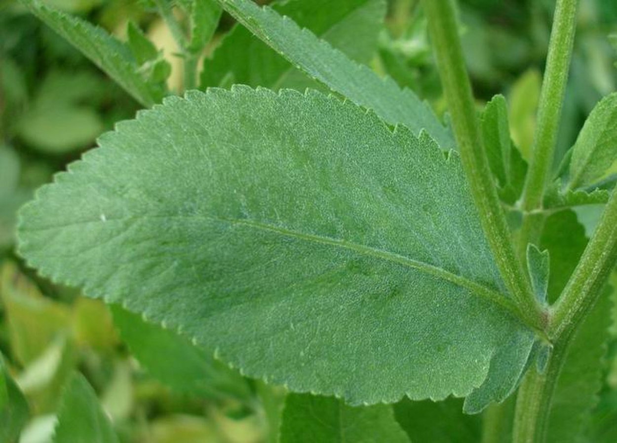 Пижма обыкновенная (Tanacetum vulgare)