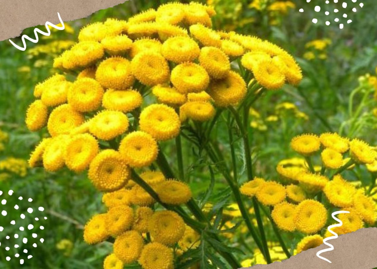 Пижма обыкновенная (Tanacetum vulgare)