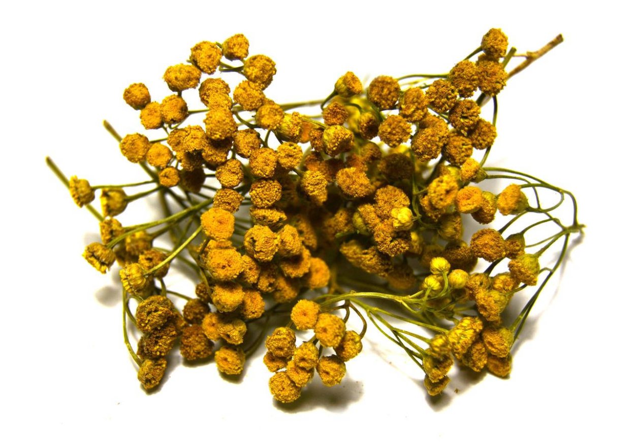 Пижма обыкновенная (Tanacetum vulgare)