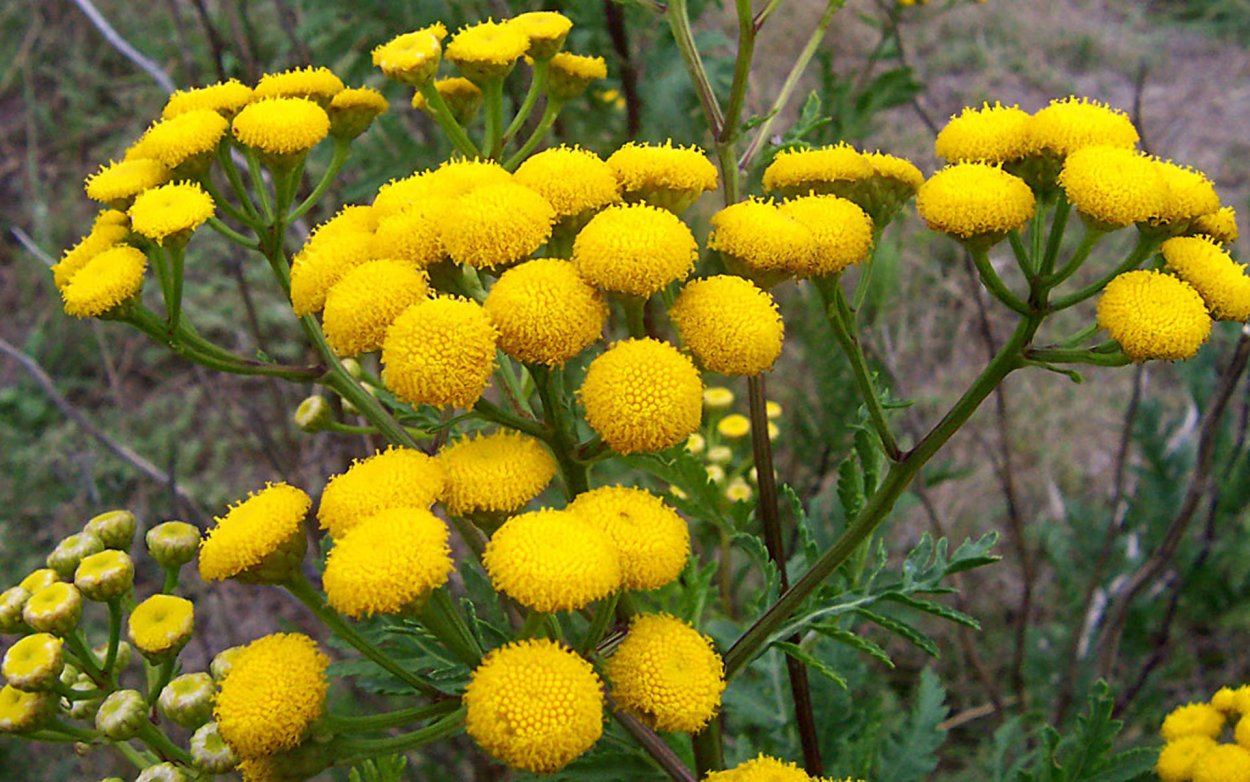 Пижма бальзамическая Tanacetum balsamita