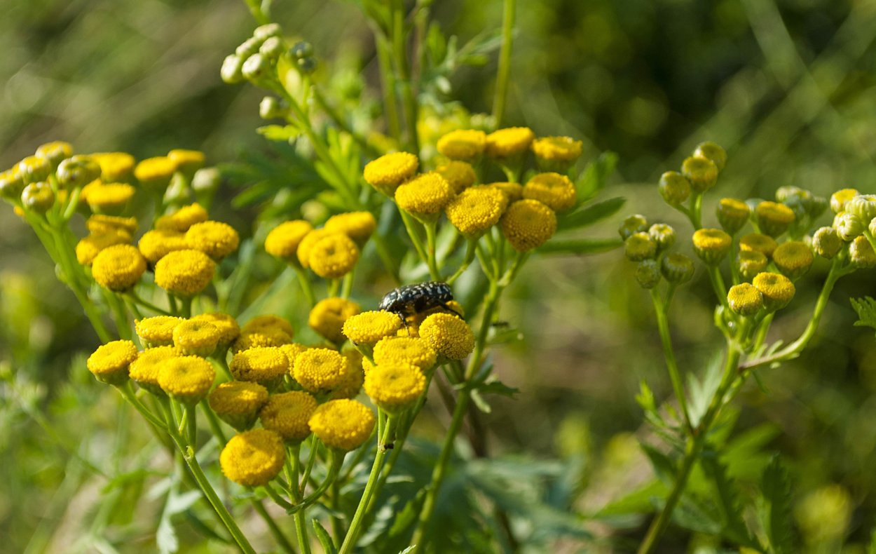 Пижма обыкновенная (Tanacetum vulgare l.)