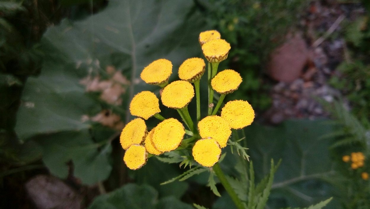 Пижма обыкновенная (Tanacetum vulgare)