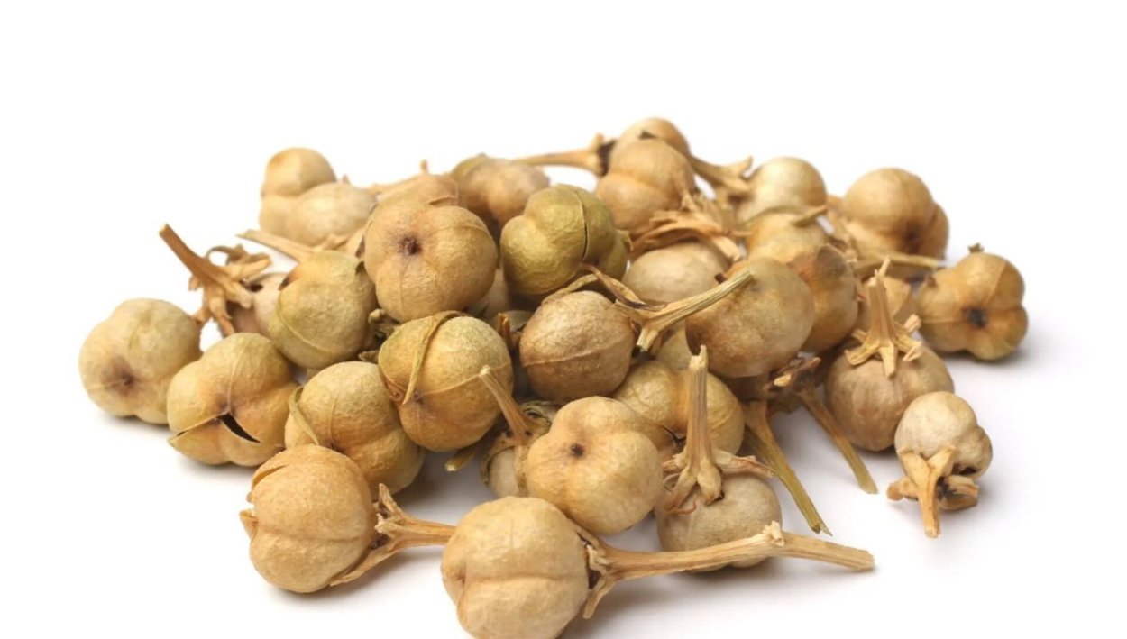 Peganum harmala