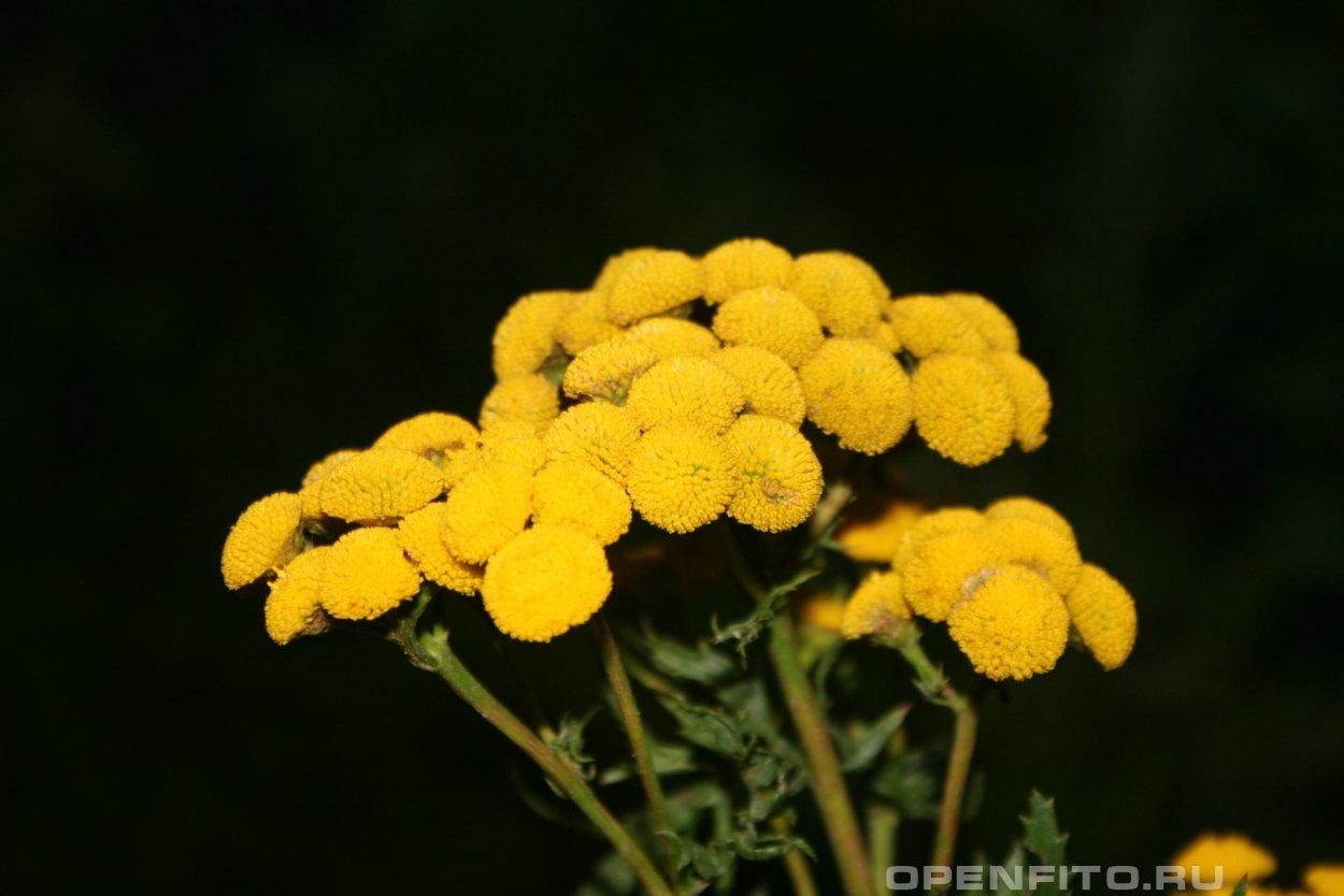 Щавель обыкновенный Rumex acetosa