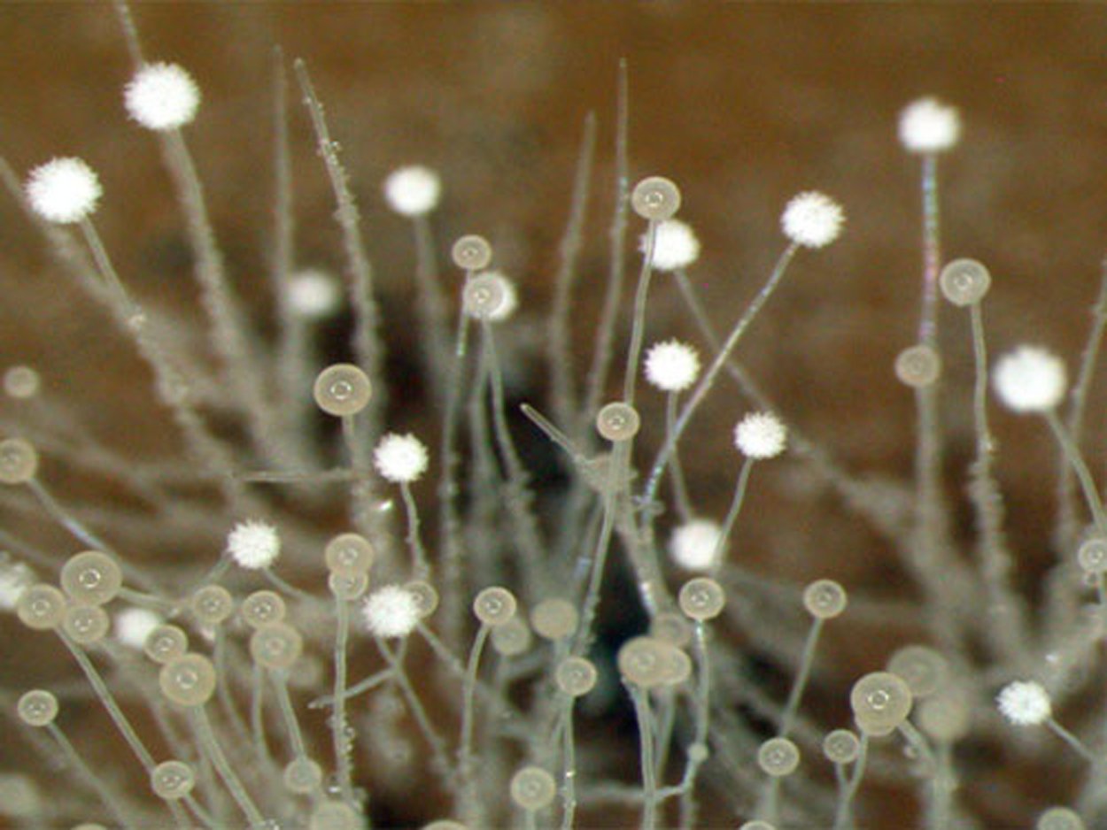 Metarhizium robertsii