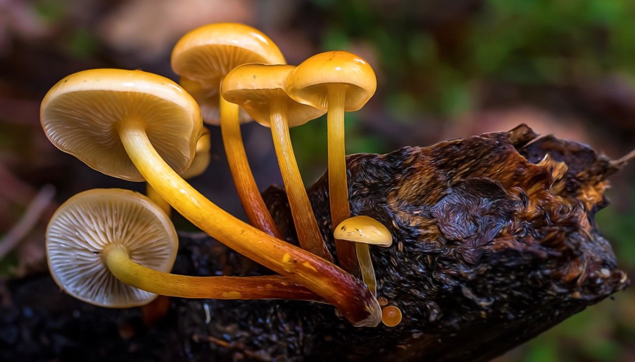 Актиномицеты Streptomyces
