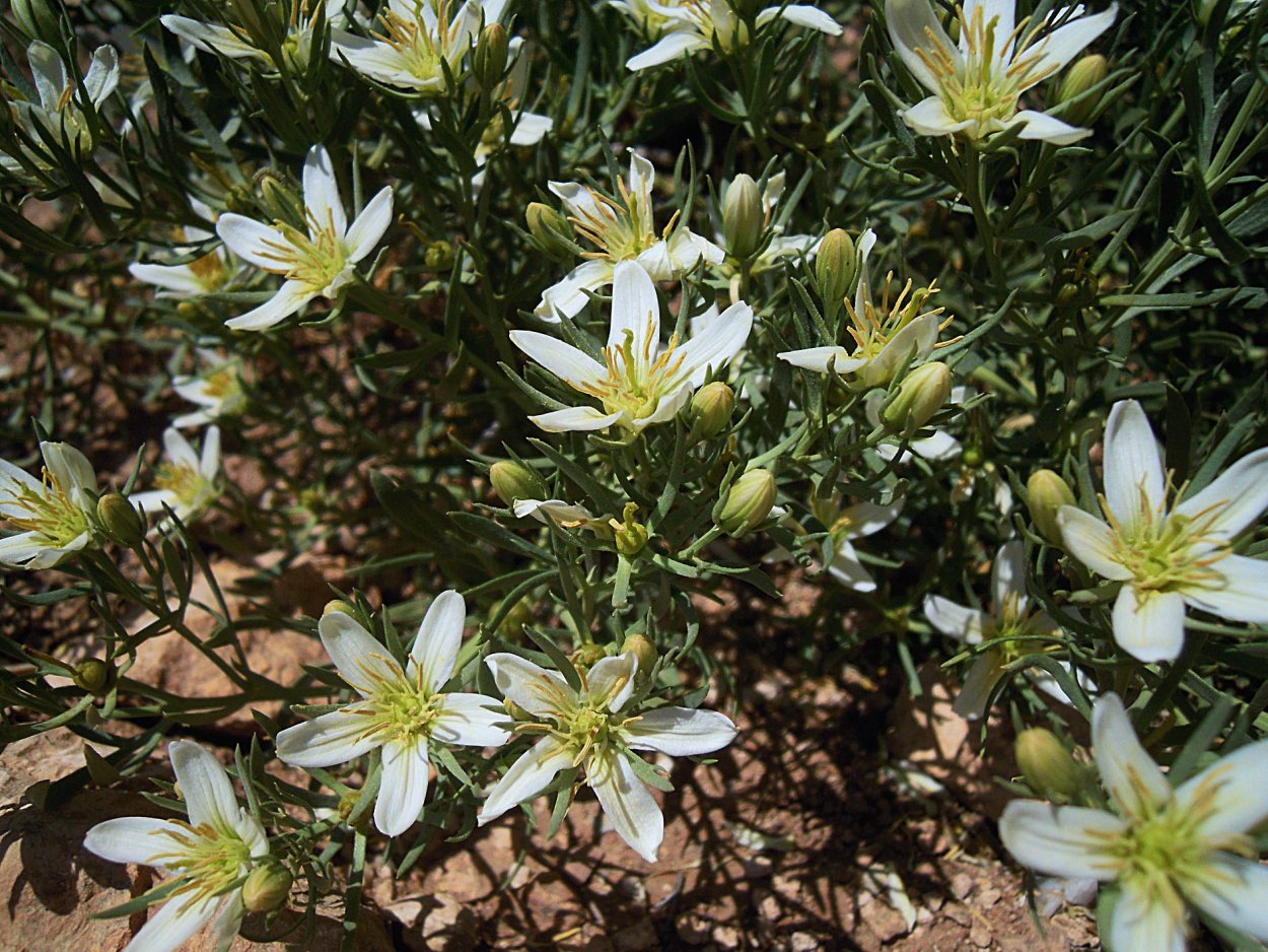 Peganum nigellastrum