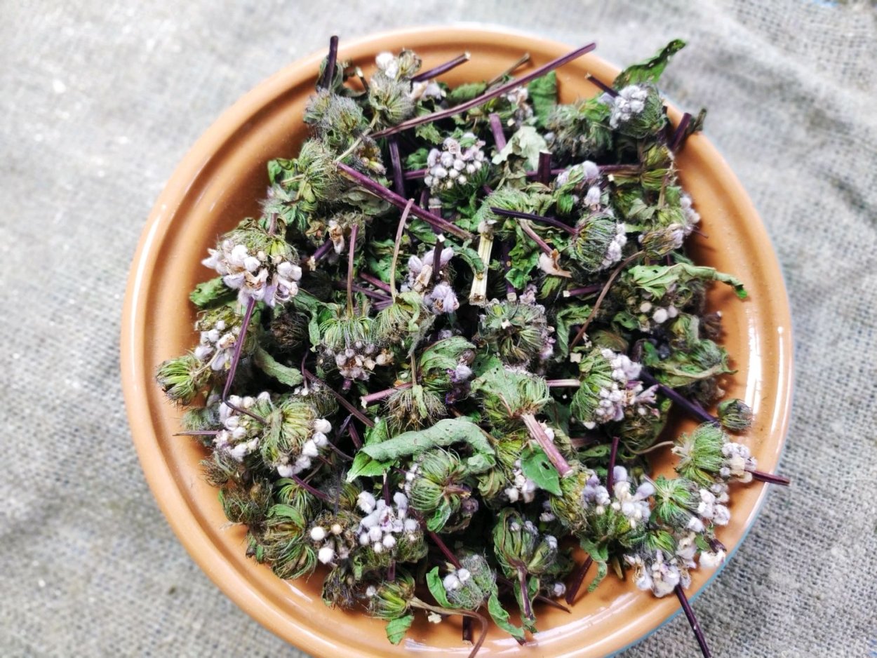 Зопник клубненосный (Phlomis tuberosa)