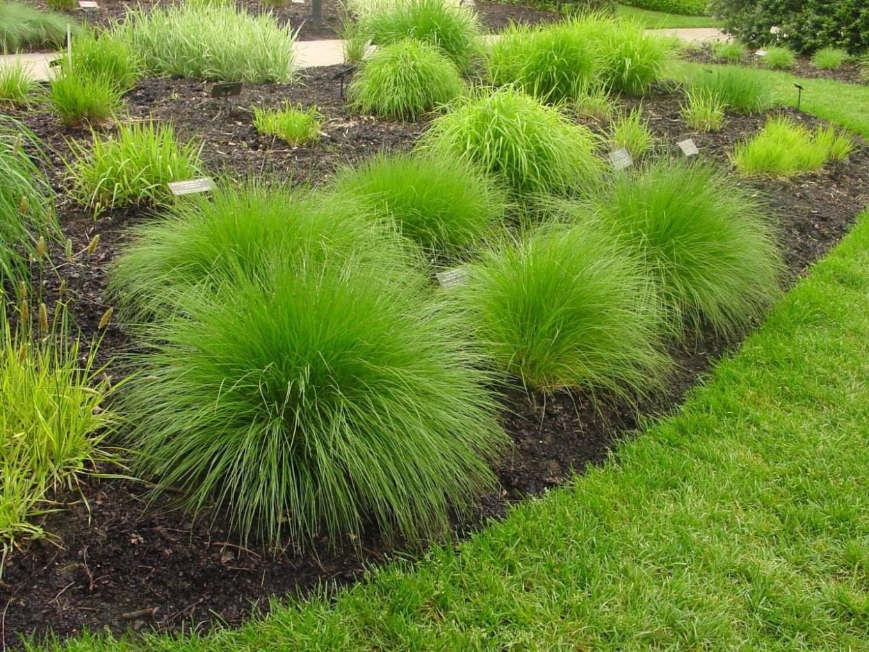 Овсяница метельчатая (Festuca Scoparia)