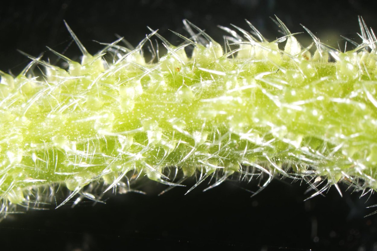 Urtica Ferox – Крапивное дерево Онгаонга