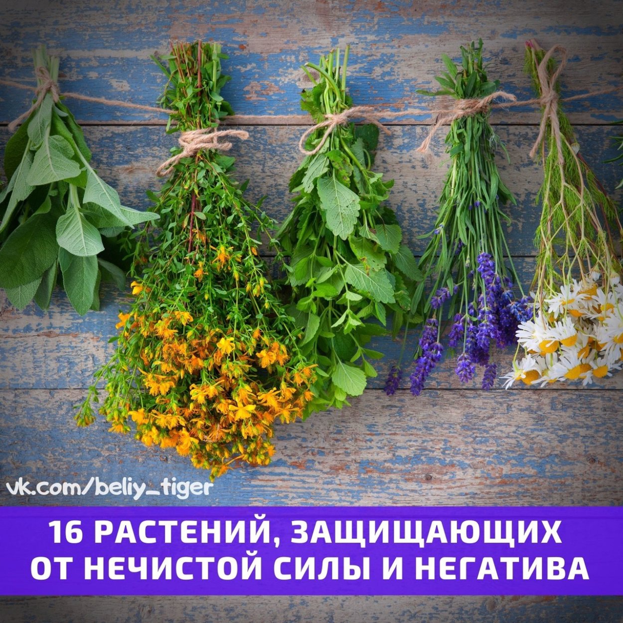 Семена подорожника от бесплодия
