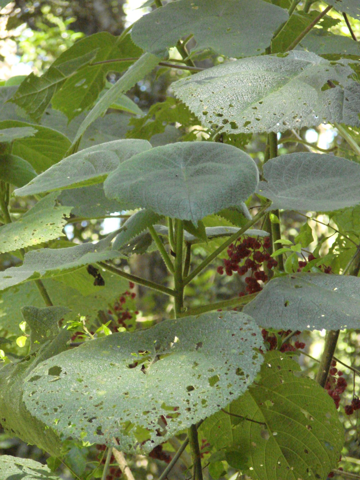 Urtica Ferox – Крапивное дерево Онгаонга