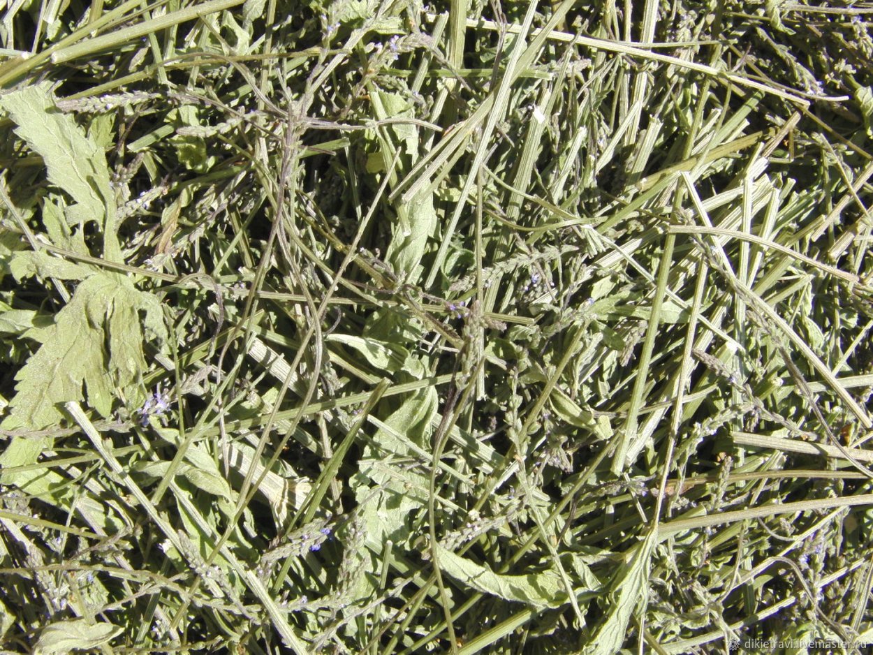 Phlomis herba-Venti