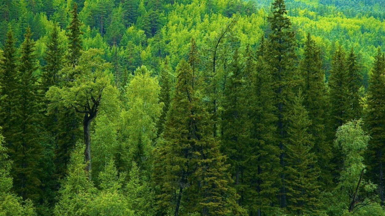 Wildfire in Siberia