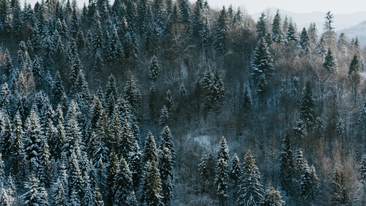Лес верхушки деревьев