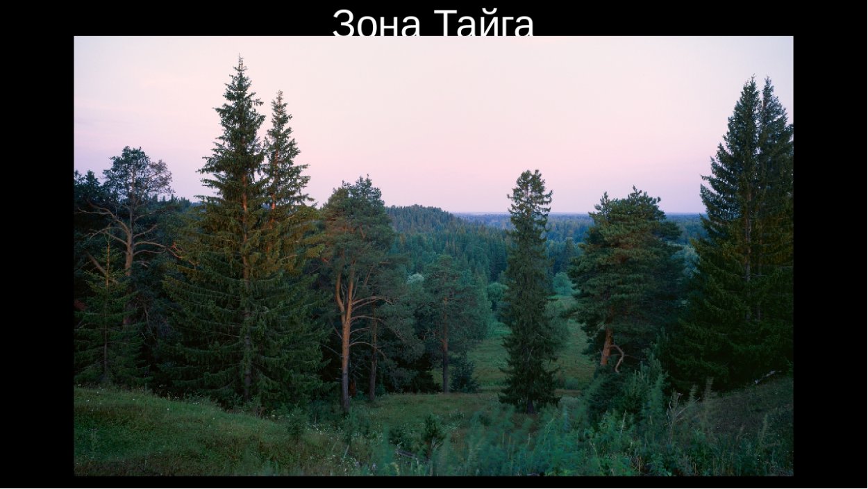 Кедровая Сибирская сосна и кедр это