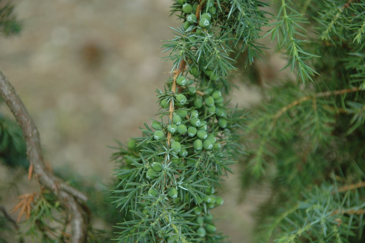 Chamaecyparis lawsoniana