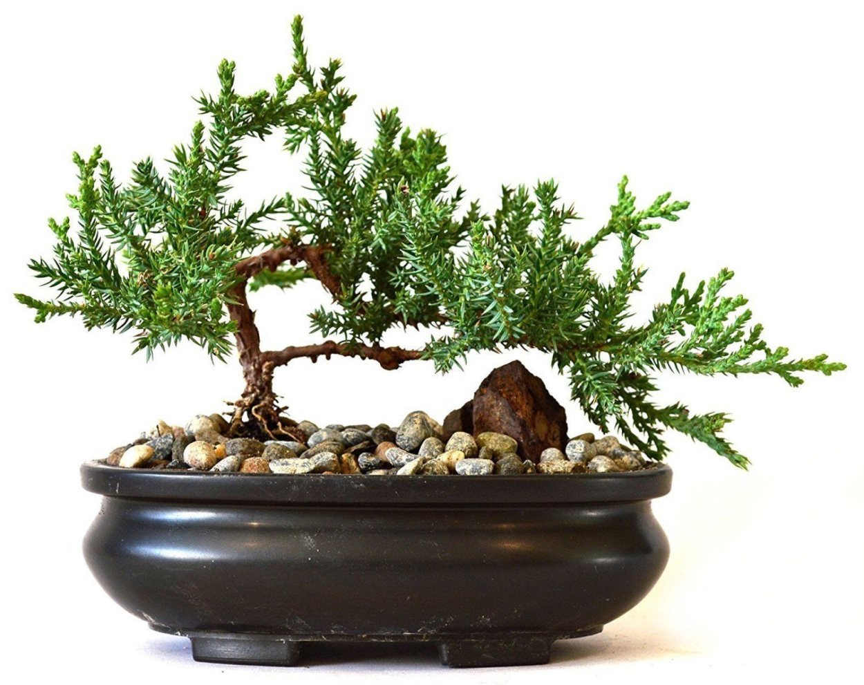Juniper перевод на русский