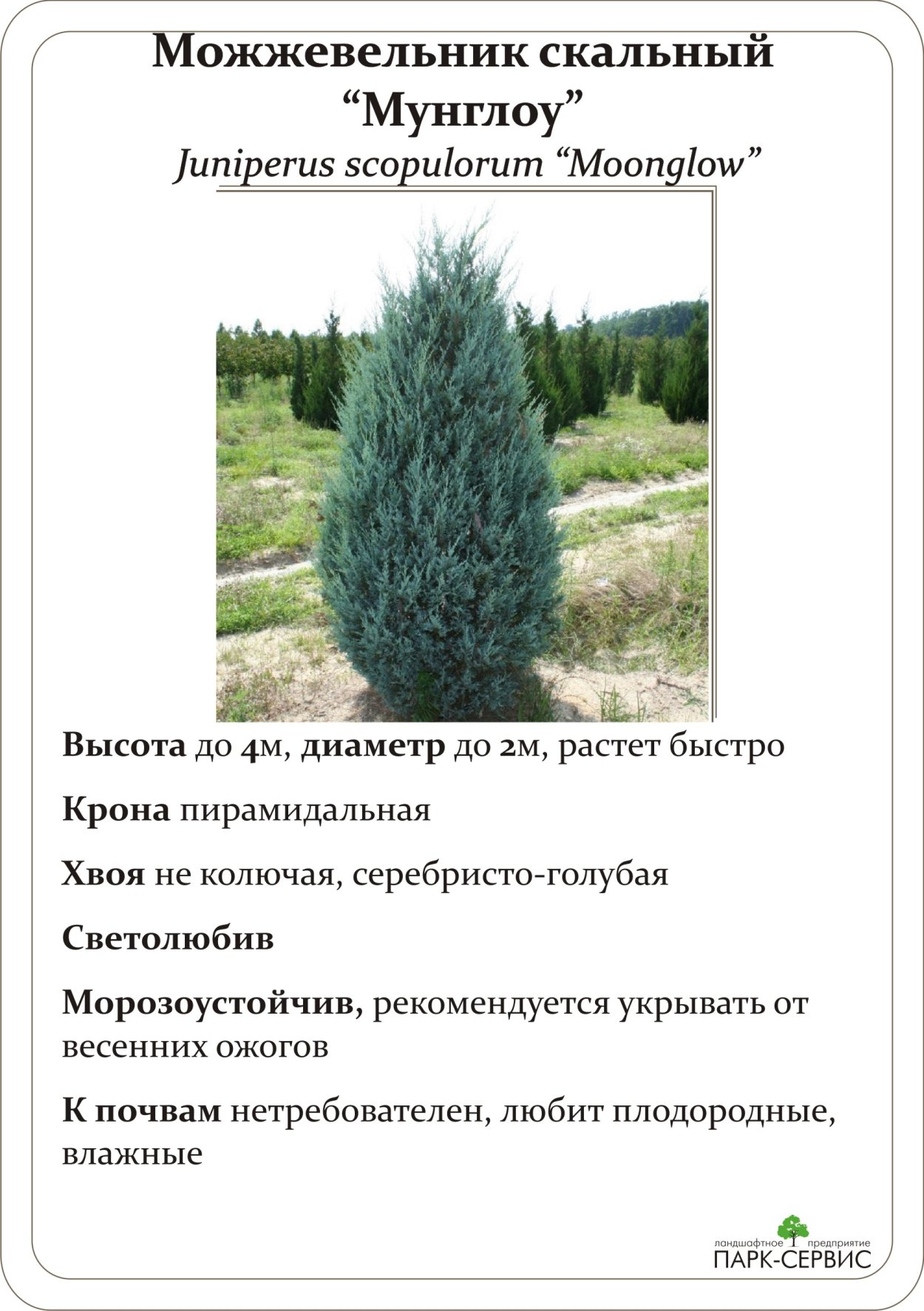 Можжевельник Блю Форрест