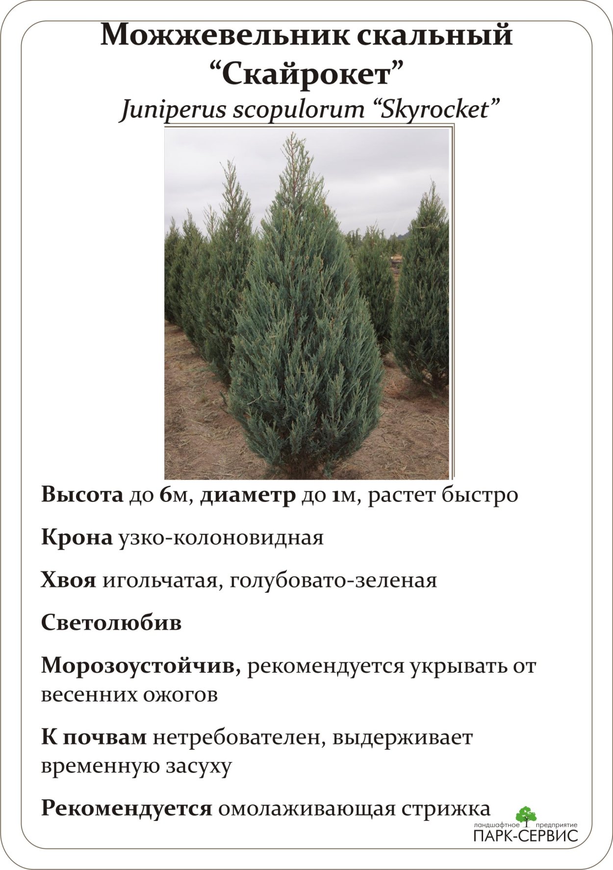 Можжевельник казацкий кизильник