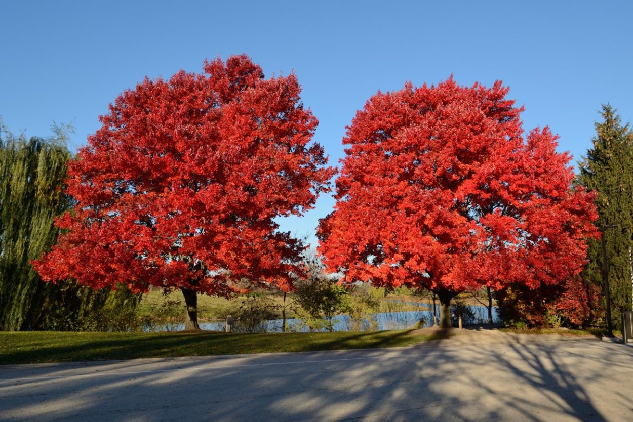 Клен красный Acer rubrum