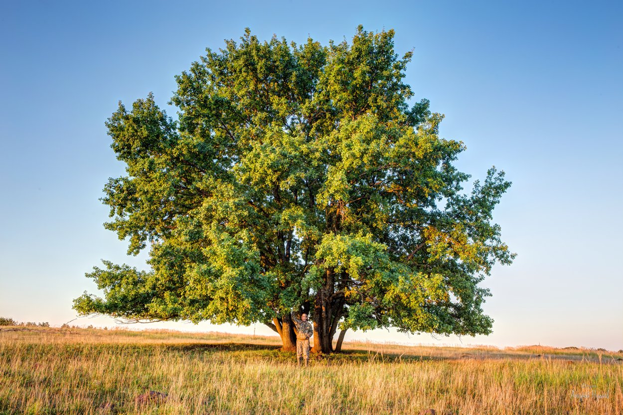 Quercus mongolica дерево