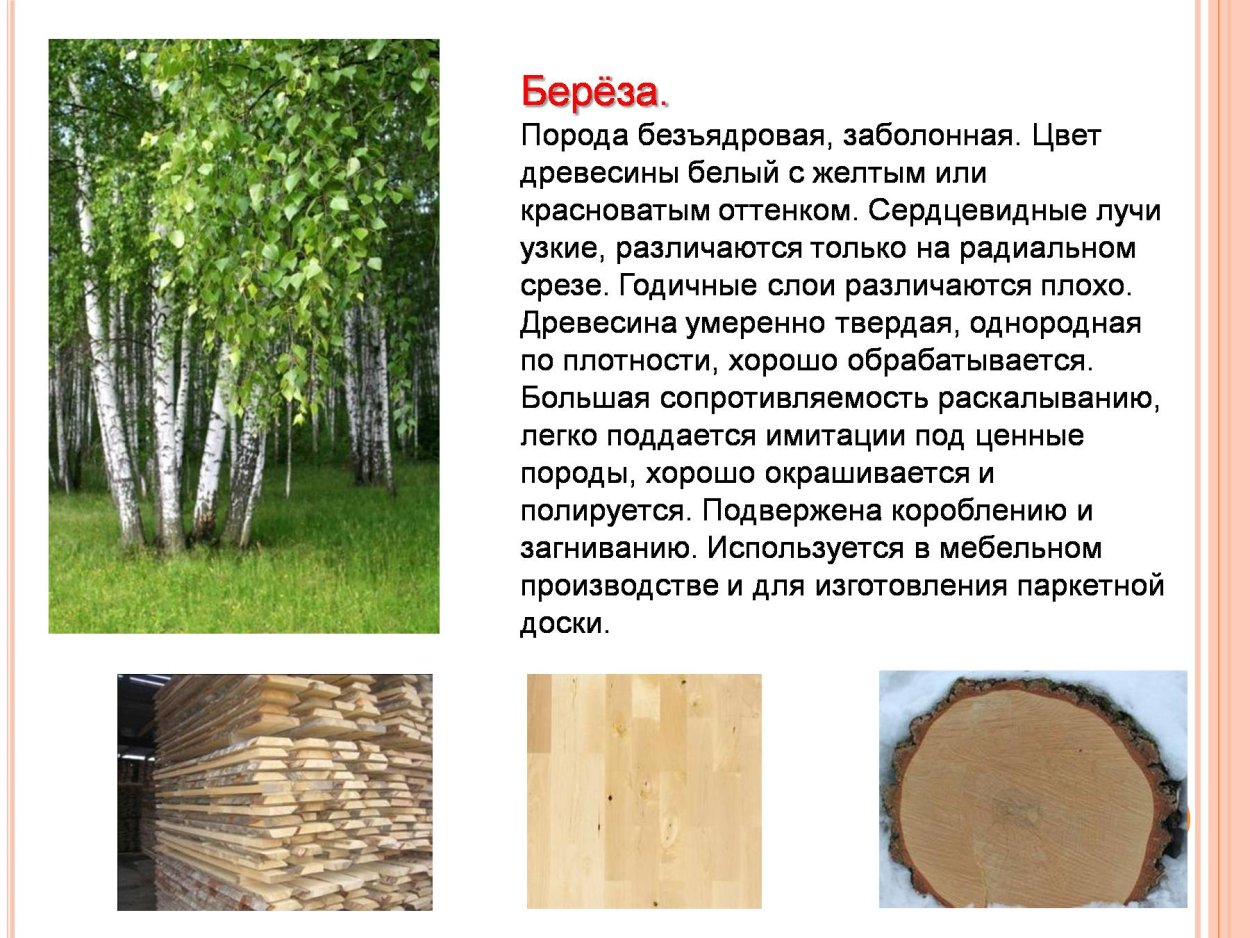 Свойства древесины березы