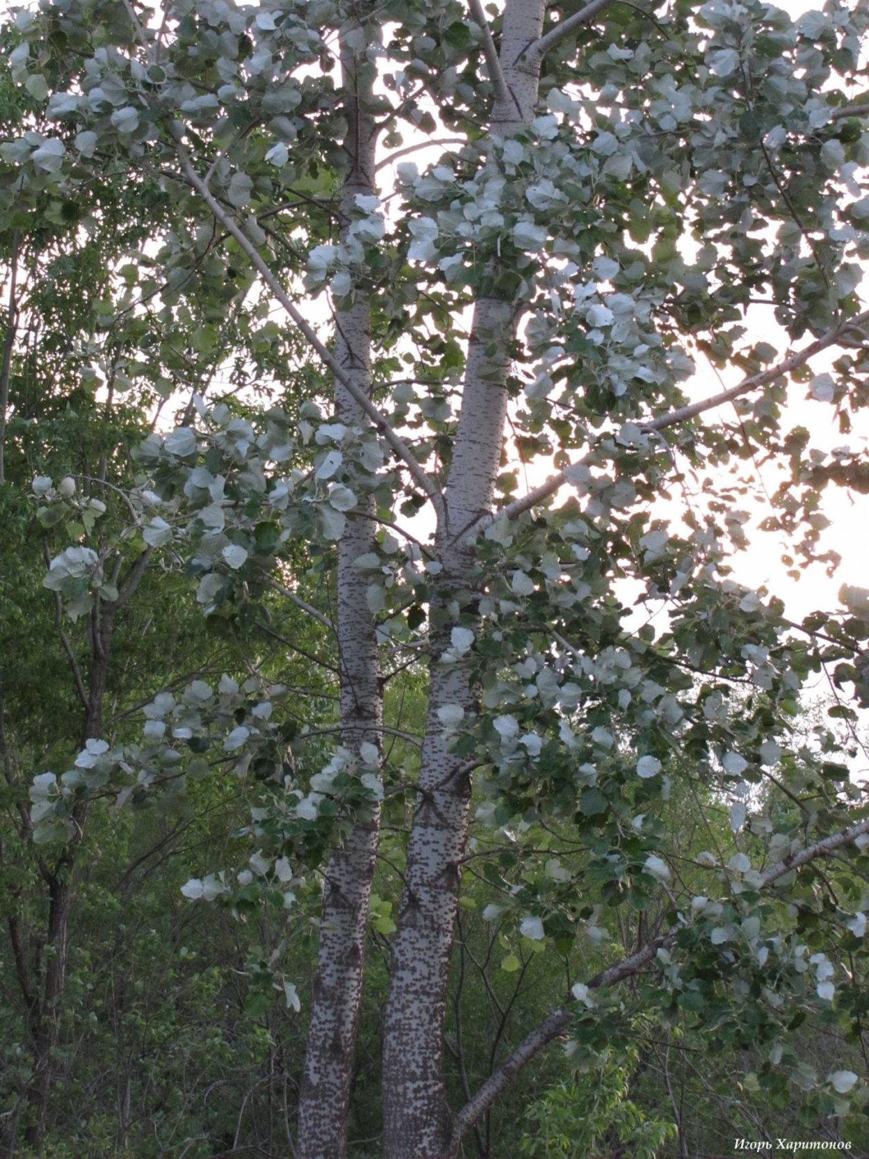Тополь Populus Alba