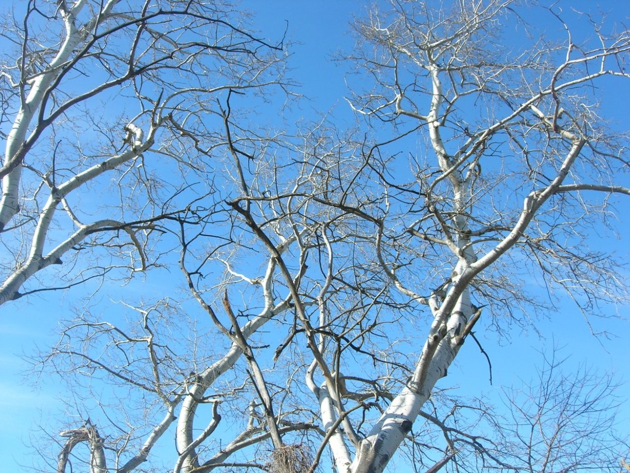 Populus Alba Тополь белый серебристый