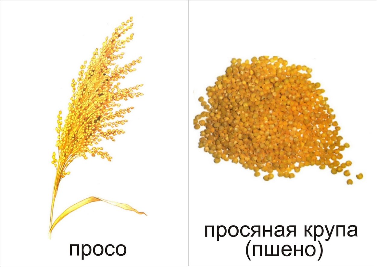 Обучающие карточки злаки и их семена