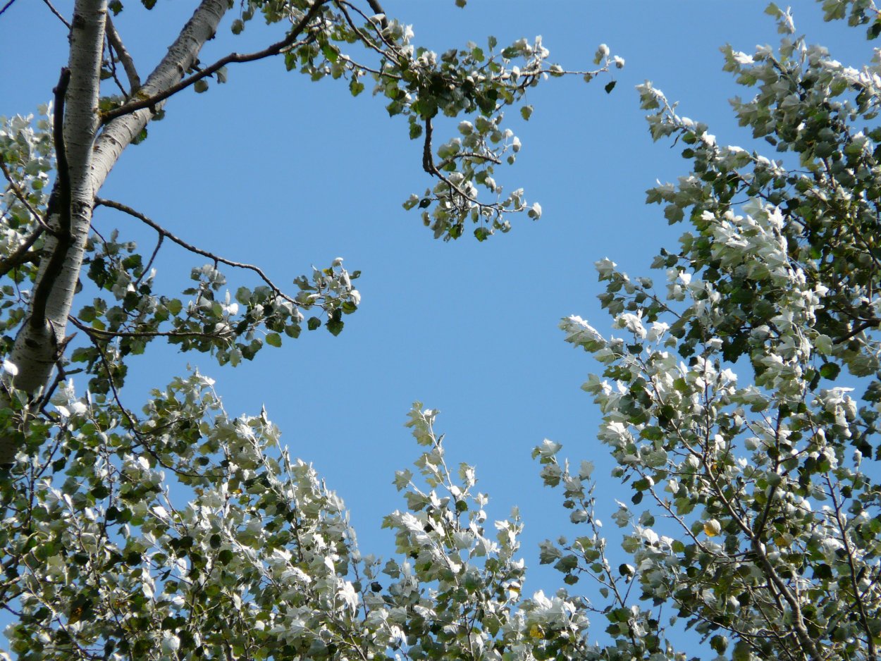 Populus Alba Тополь белый серебристый