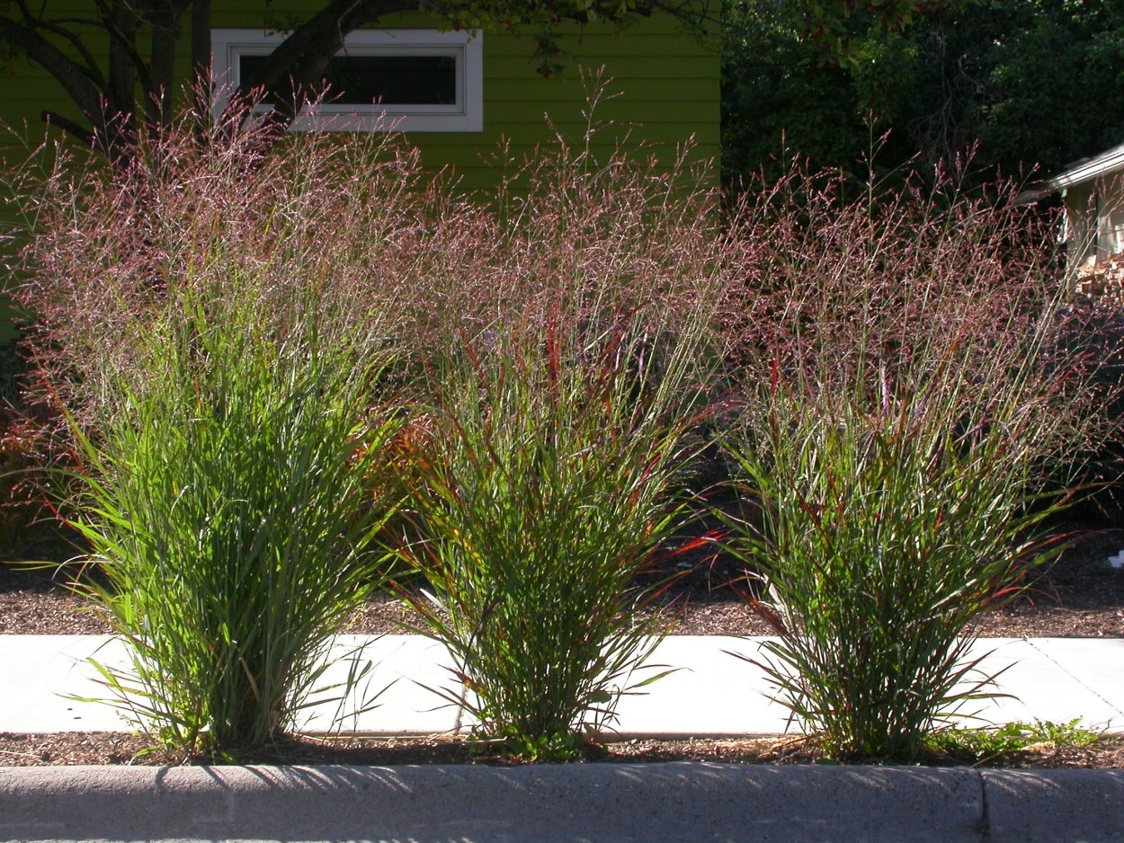 Просо прутьевидное ( Panicum virgatum `Squaw`)