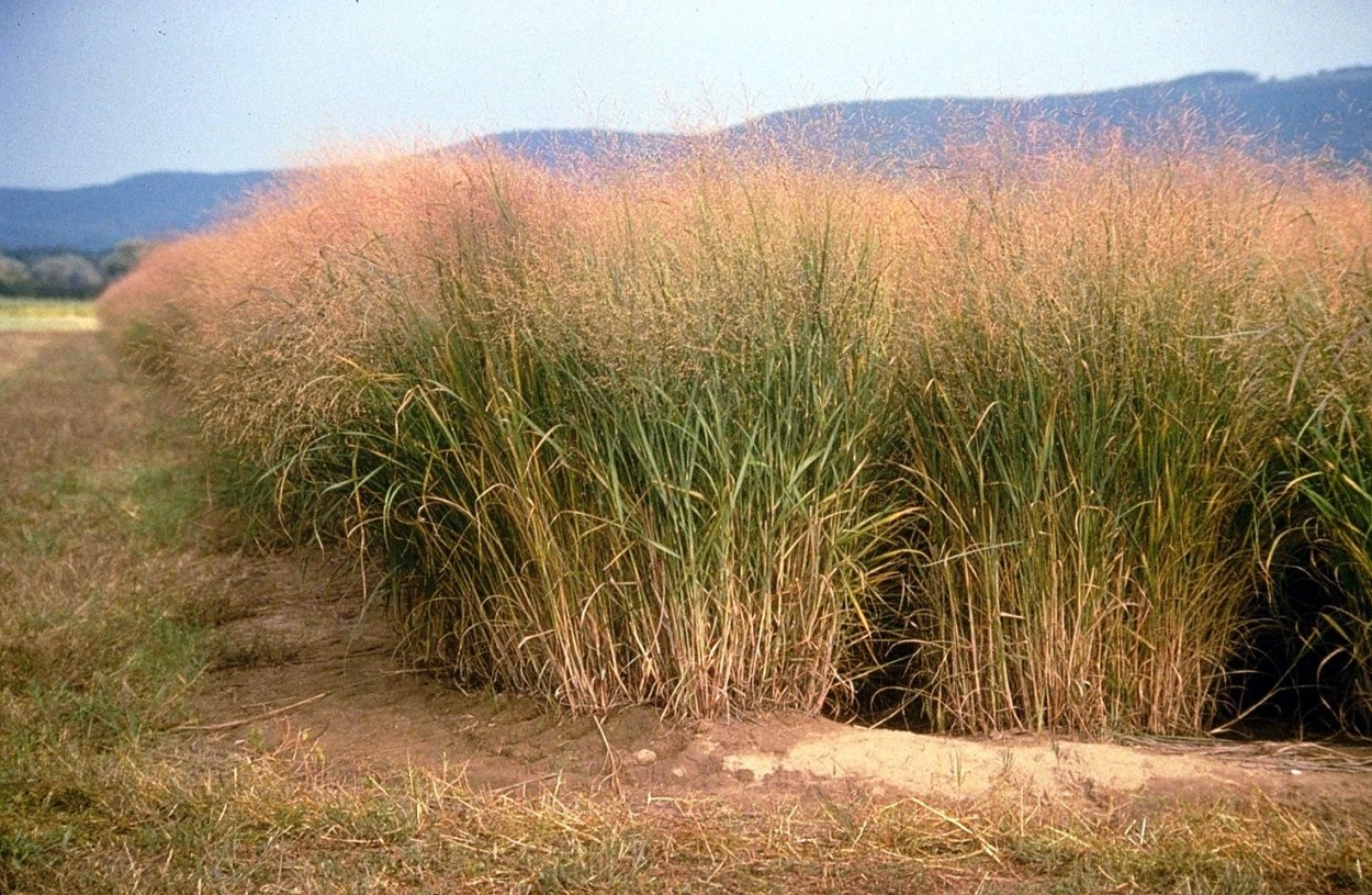Просо прутьевидное ( Panicum virgatum `renesans
