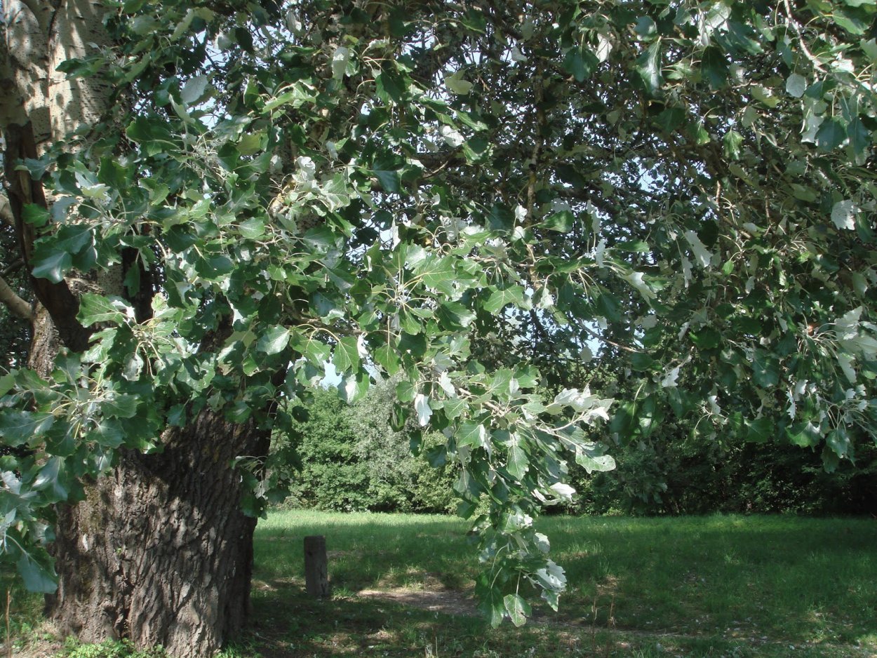 Тополь белый Пирамидалис (Populus Alba pyramidalis