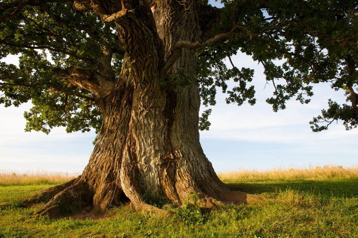 Populus Alba Тополь белый