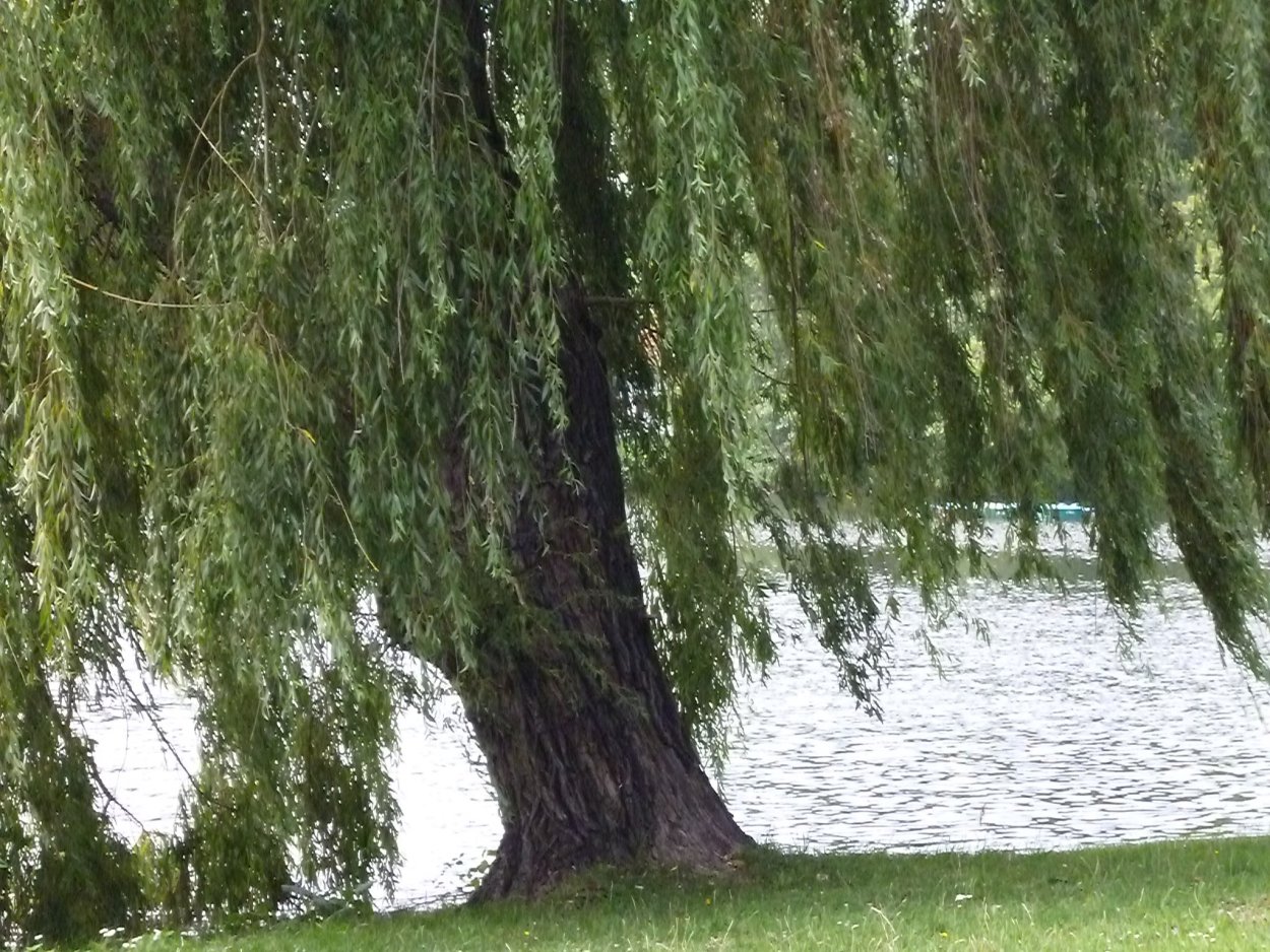 Тополь Populus Alba
