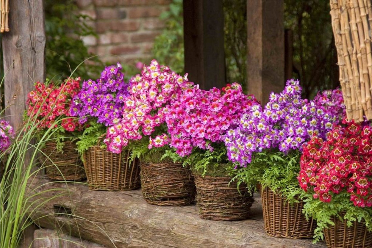 Схизантус Jay Pansies
