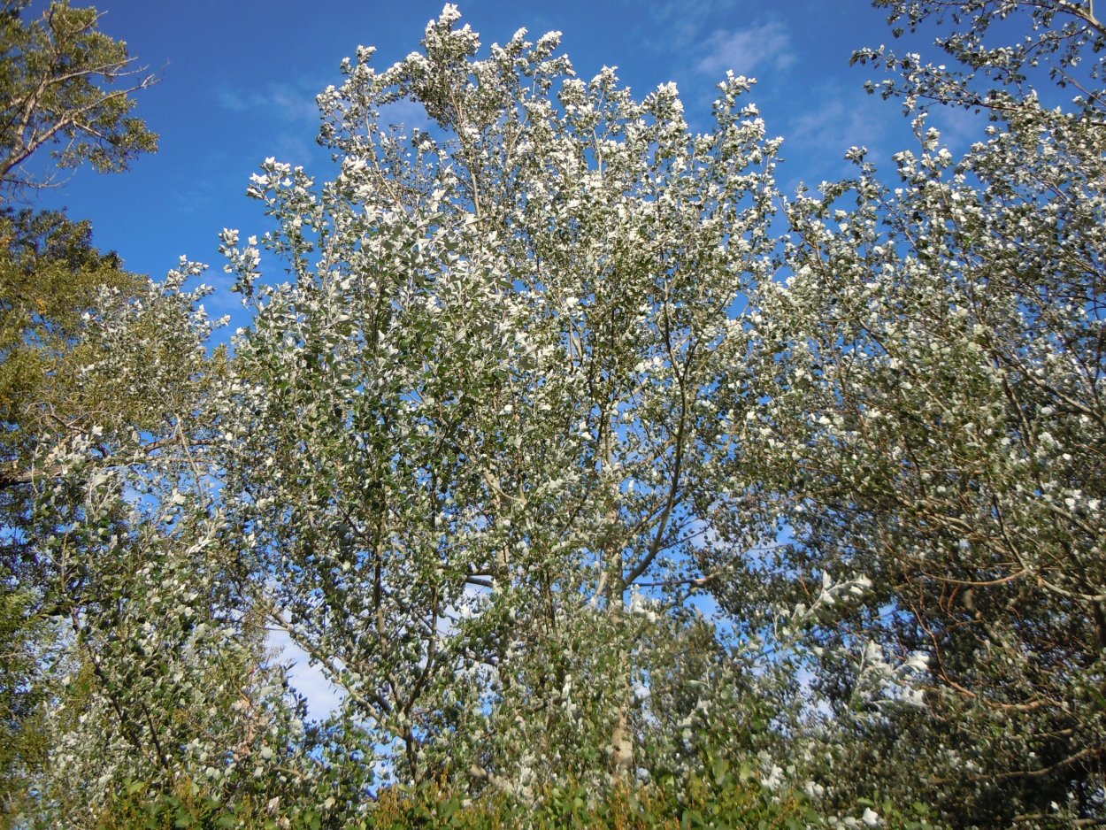 Populus Alba Тополь белый серебристый