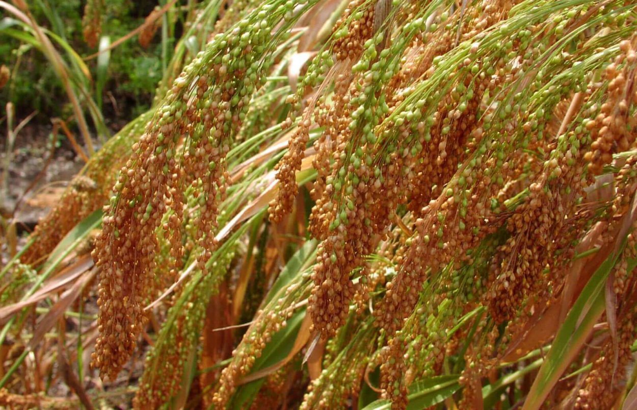 Просо (Panicum miliaceum)