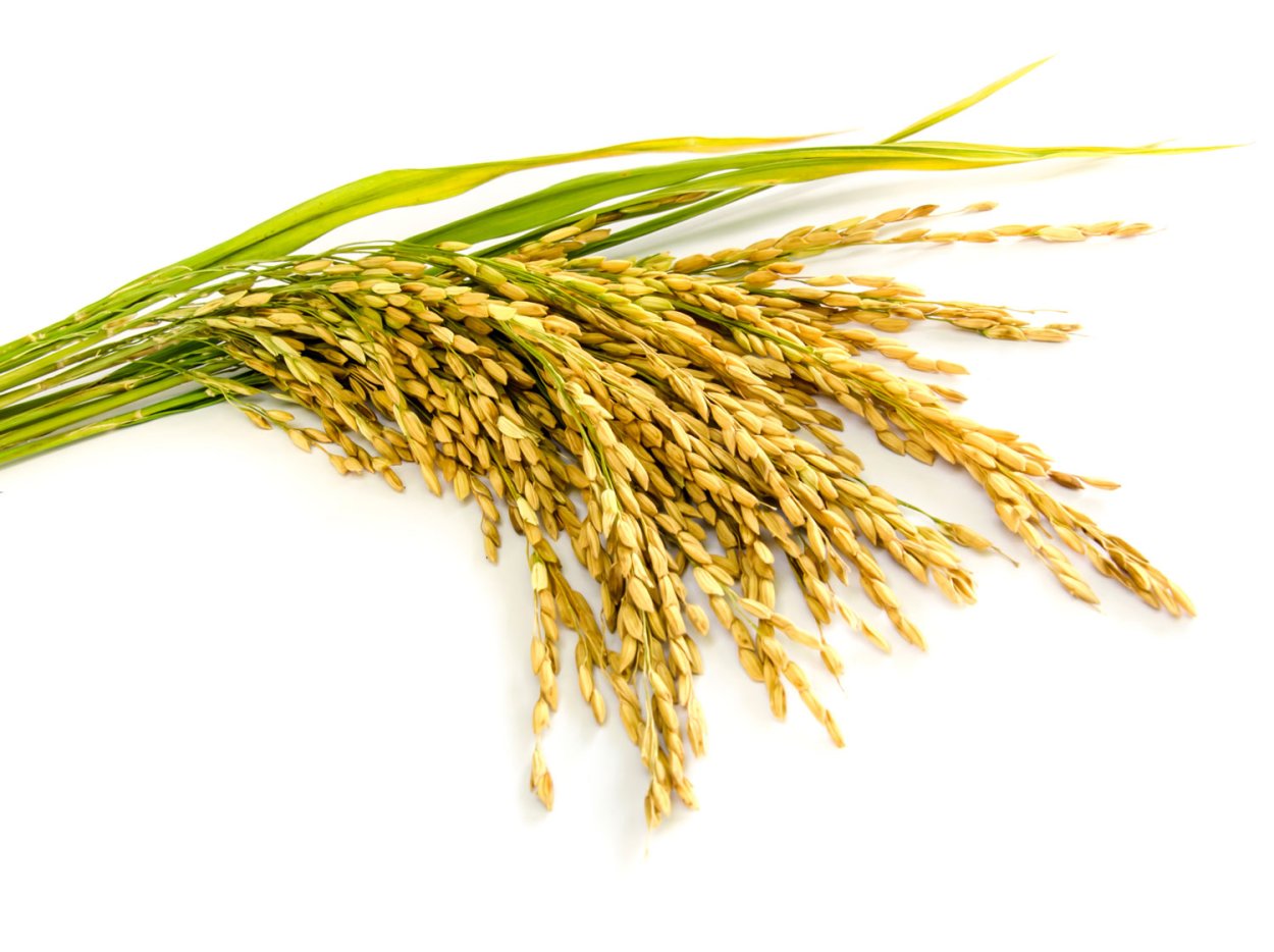 Paddy рис