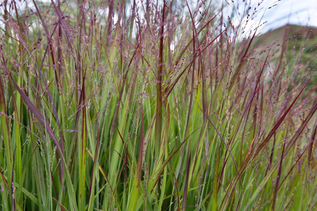 Просо прутьевидное Шенандоа Panicum virgatum "Shenandoah