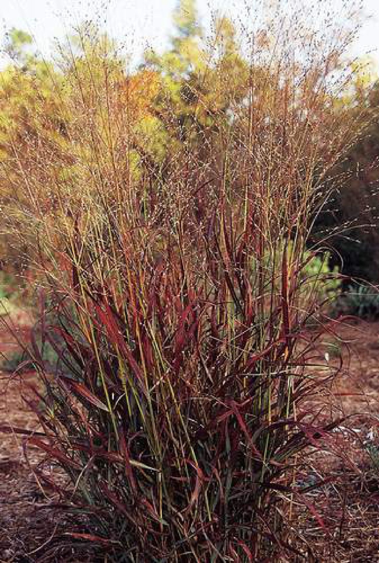 Panicum virgatum Kupferhirse