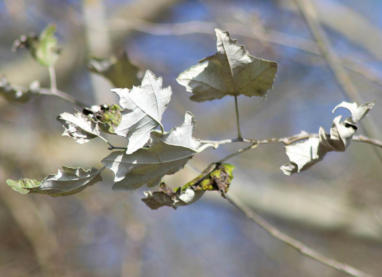 Populus Alba Тополь белый