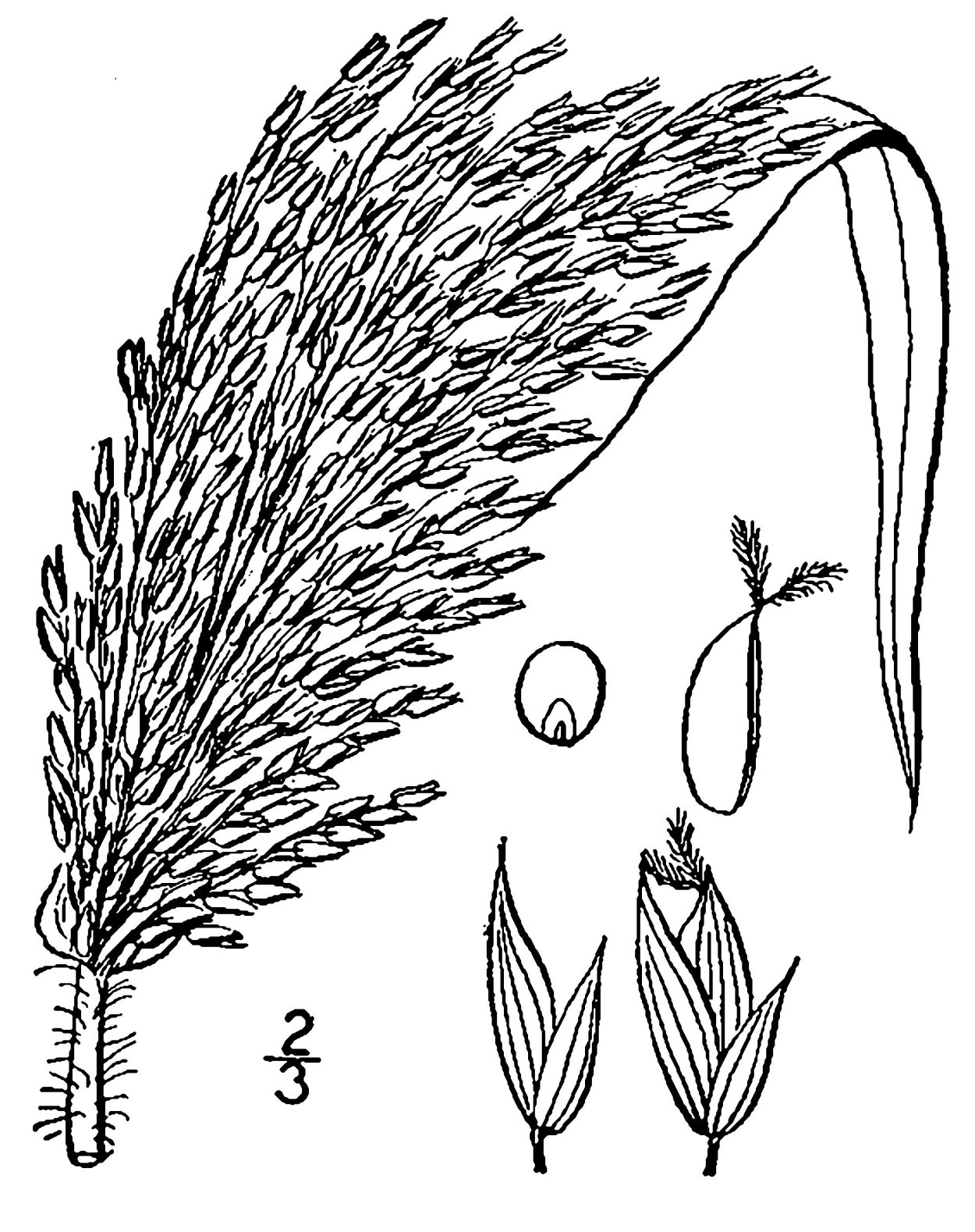 Panicum miliaceum l. рисунок